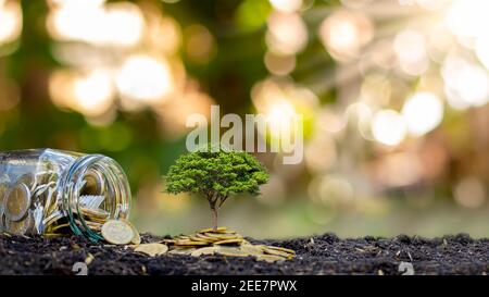 Bäume, die auf dem Boden und aus den Krügen des Geldes wachsen. Finanzielle Ideen und wirtschaftliche Investitionen. Stockfoto