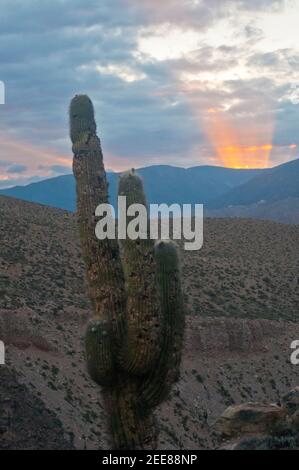 Kaktus mit Sonnenuntergang und Berge im Hintergrund. Tilcara, Argentinien Stockfoto