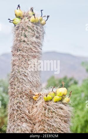 Kaktus (Opuntia). Tilcara, Jujuy, Argentinien Stockfoto