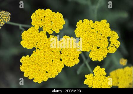 Schafgarbe (Achillea) Mondschein blüht im Mai in einem Garten Stockfoto