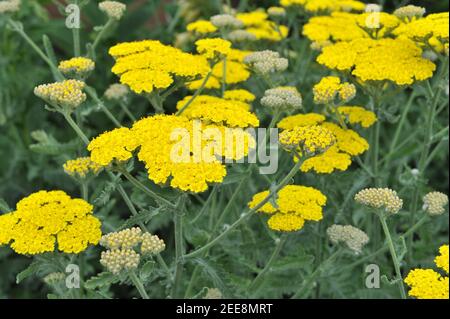 Schafgarbe (Achillea) Mondschein blüht im Mai in einem Garten Stockfoto