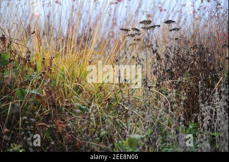 Trockene Stängel und Früchte einer großblättrigen Schafgarbe (Achillea macrophylla) Im Oktober in einem Garten Stockfoto