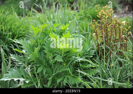 Im April wächst in einem Garten die Laubgarbe (Achillea macrophylla) Stockfoto