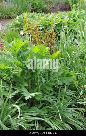 Breitblättrige Schafgarbe (Achillea macrophylla) Wächst im Mai 2017 in einem Garten Stockfoto