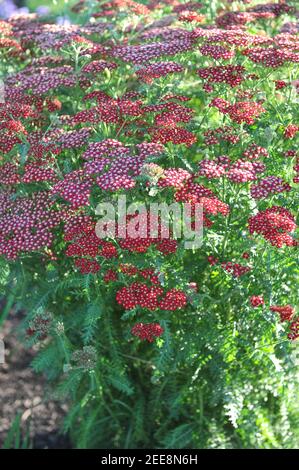 Gemeine Schafgarbe (Achillea millefolium) Laura blüht im Juli 2010 in einem Garten Stockfoto