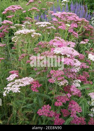 Rosa Schafgarbe (Achillea millefolium) Sammetriese blüht im Juli 2008 in einem Garten Stockfoto