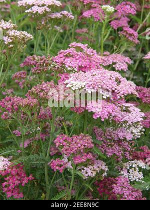 Rosa Schafgarbe (Achillea millefolium) Sammetriese blüht im Juli 2008 in einem Garten Stockfoto