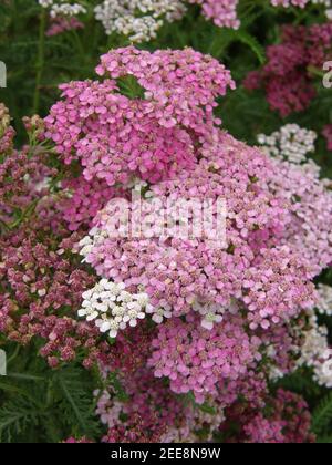 Rosa Schafgarbe (Achillea millefolium) Sammetriese blüht im Juli 2008 in einem Garten Stockfoto