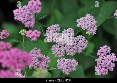 Gemeine Schafgarbe (Achillea millefolium) Hübsche Belinda blüht im Juli 2011 in einem Garten Stockfoto