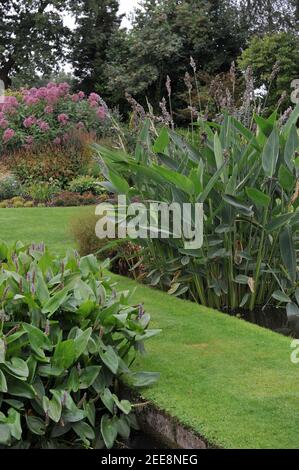 In Wasser gepflanzt Herz-blättrige Pfifferel-Unkraut (Pontederia cordata) Und pulverförmige Alligatorflagge (Thalia dealbata) Blühen Sie in einem Teich im Garten von Beth Chatto Stockfoto