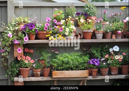 Petunien, Nemesia und Gemüsesämlinge in Terrakotta und Holztöpfe auf Fence Regalen im Garten Stockfoto