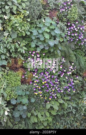 Essbare grüne Wand aus Kapuzinerkresse, Viola, Salbei, Oregano, Salat Lollo Rossa, pelargonium, Tomaten, Erdbeeren, Thymian, Schnittlauch im Garten im Mai Stockfoto