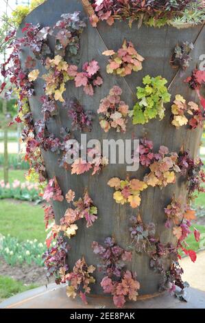 Grüne Wand aus Cortenstahl ist mit Heucheras bepflanzt Und Heuherellas Stockfoto