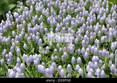 Aucher-Eloy Traubenhyazinthe (Muscari aucheri) Ocean Magic blüht im April in einem Garten Stockfoto