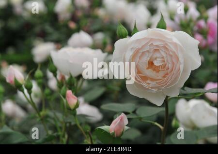 Weiß mit Aprikosen Schattierungen Strauch Englische Rose (Rosa) Desdemona Blüte Auf einer Ausstellung im Mai Stockfoto