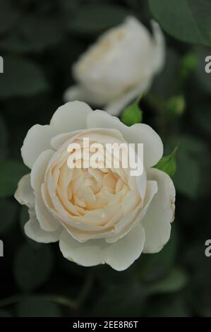 Weiß mit Aprikosen Schattierungen Strauch Englische Rose (Rosa) Desdemona Blüte Auf einer Ausstellung im Mai Stockfoto