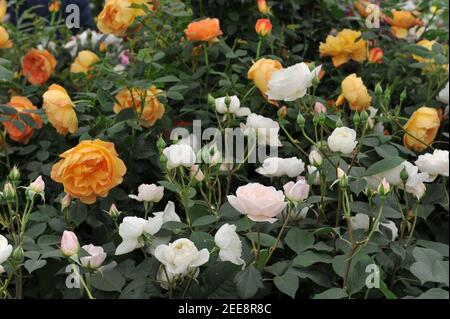 Weiß mit Aprikosen Schattierungen Strauch Englische Rose (Rosa) Desdemona Blüte Auf einer Ausstellung im Mai Stockfoto