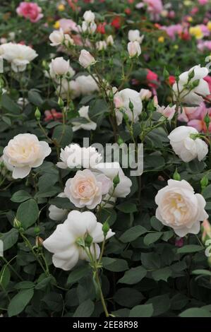 Weiß mit Aprikosen Schattierungen Strauch Englische Rose (Rosa) Desdemona Blüte Auf einer Ausstellung im Mai Stockfoto