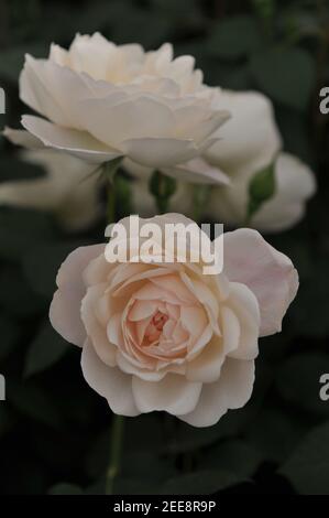 Weiß mit Aprikosen Schattierungen Strauch Englische Rose (Rosa) Desdemona Blüte Auf einer Ausstellung im Mai Stockfoto