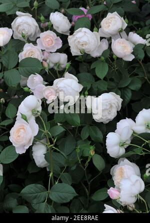 Weiß mit Aprikosen Schattierungen Strauch Englische Rose (Rosa) Desdemona Blüte Auf einer Ausstellung im Mai Stockfoto