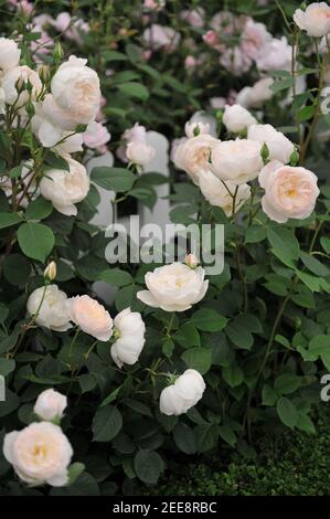 Weiß mit Aprikosen Schattierungen Strauch Englische Rose (Rosa) Desdemona Blüte Auf einer Ausstellung im Mai Stockfoto