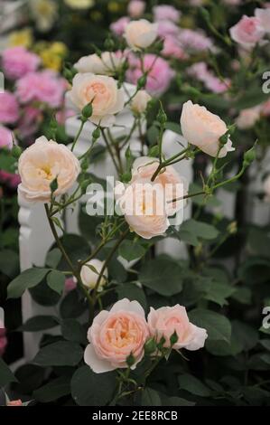 Weiß mit Aprikosen Schattierungen Strauch Englische Rose (Rosa) Desdemona Blüte Auf einer Ausstellung im Mai Stockfoto