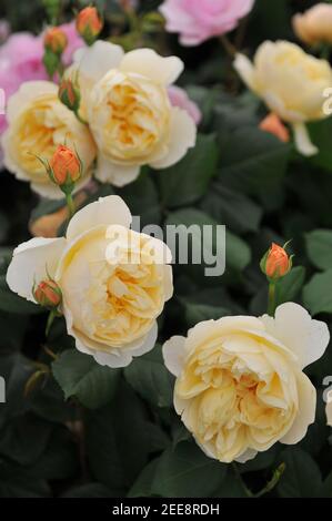 Orange-Pfirsich-Strauch Englische Rose (Rosa) Roald Dahl blüht auf einem Ausstellung im Mai Stockfoto