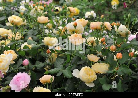 Orange-Pfirsich-Strauch Englische Rose (Rosa) Roald Dahl blüht auf einem Ausstellung im Mai Stockfoto