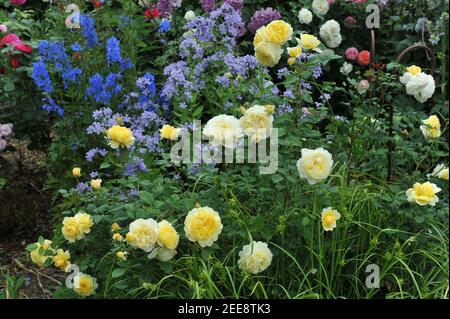 Gelber Strauch Englische Rose (Rosa) die Frau des Dichters blüht ein Eine Gartenblumengrenze im Juni Stockfoto