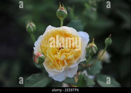 Gelber Strauch Englische Rose (Rosa) die Frau des Dichters blüht ein Ein Garten Stockfoto