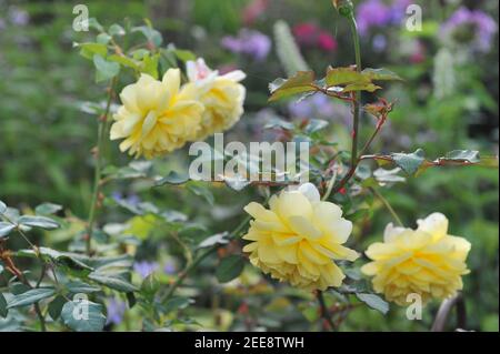 Gelber Strauch Englische Rose (Rosa) die Frau des Dichters blüht ein Ein Garten Stockfoto