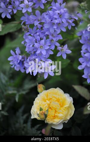 Gelber Strauch Englische Rose (Rosa) die Frau des Dichters blüht ein Ein Garten mit einer milchigen Glockenblume (Campanula lactiflora) Prichard's Sorte Stockfoto