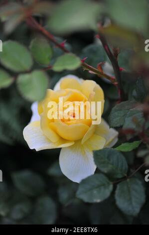 Gelber Strauch Englische Rose (Rosa) die Frau des Dichters blüht ein Ein Garten Stockfoto