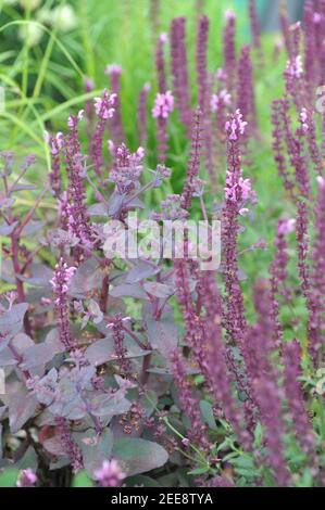 Purpurrote Steinkrone (Sedum, Hylotephium) Karfunkelstein und rosa Balkan-Klary (Salvia nemorosa) Rosenkönigin blühen im August in einem Garten Stockfoto