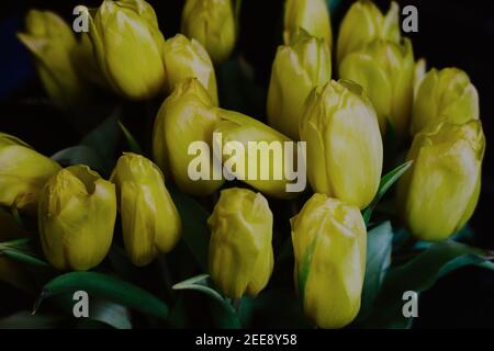 Bouquet von gelben Tulpen auf schwarzem Hintergrund Stockfoto