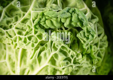 Schwarze Grünkohl Salatblätter aus der Nähe. Rohes grünes Bio-Lascinato Grünkohl-Gemüse. Italienischer oder toskanischer Kohl aus nächster Nähe. Makroaufnahme im Studio. Stockfoto