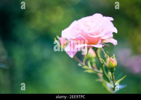 Nahaufnahme Knospen der Rose auf dem Hintergrund von Grün. Schöne rosa Rosen blühen im Garten Nahaufnahme, selektive Fokus. Blühende Rose im botanischen Garten. Stockfoto