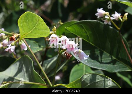 Winzige rosa gestreifte glockenförmige Blüten auf einem Hundebraun Stockfoto