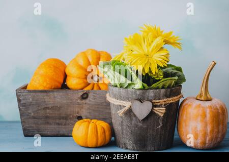 Kürbis, Kürbis und Blumen. Schöne Komposition von gelben Blumen in hölzernen Blumentopf und Gemüse Nahaufnahme auf blauem Holzhintergrund Stockfoto