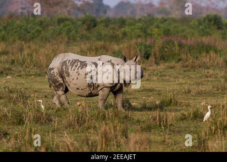 Indische Nashorn auch bekannt als größere einhörnige Nashorn starrte aus dem Grasland des Kaziranga National Park, Assam, Indien an einem Wintermitteltag Stockfoto