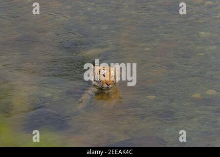 Erwachsene weibliche Bengal Tiger entspannen im kühlen Wasser des Ramganga Flusses an einem Sommernachmittag im Corbett National Park, Uttarakhand, Indien Stockfoto