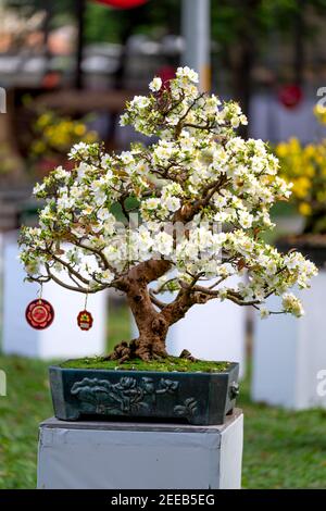 Ho Chi Minh Stadt, Vietnam - 14. Februar 2021: Ochna integerrima - blühende gelbe und weiße Blumen Bonsai bei einem Blumenwettbewerb Tao Dan Park in Lunar Stockfoto