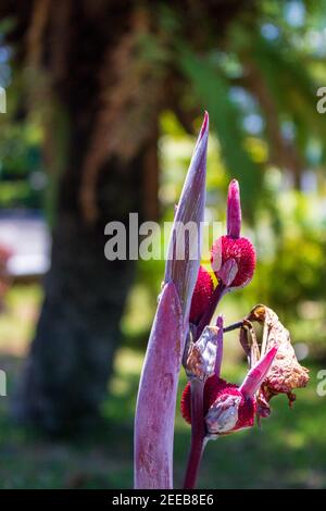 Samenschoten einer Canna Lily bilden sich, nachdem die Blüte verblasst ist, eine weitere Reihe von Blüten bereitet sich auf den Aufbruch vor. Stockfoto