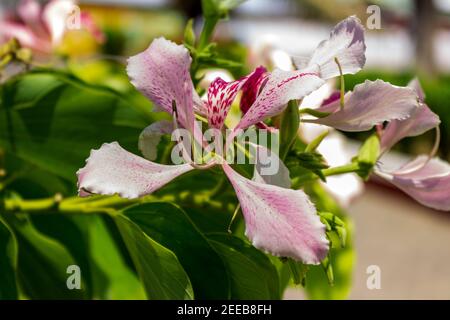 Bauhinia monandra ist eine Art von Leguminosen, der Familie Fabaceae. Allgemeine Namen umfassen rosa bauhinia, Orchideenbaum und Napoleons Plume. Stockfoto