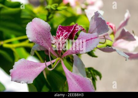 Bauhinia monandra ist eine Art von Leguminosen, der Familie Fabaceae. Allgemeine Namen umfassen rosa bauhinia, Orchideenbaum und Napoleons Plume. Stockfoto