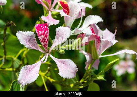 Bauhinia monandra ist eine Art von Leguminosen, der Familie Fabaceae. Allgemeine Namen umfassen rosa bauhinia, Orchideenbaum und Napoleons Plume. Stockfoto