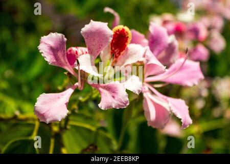 Bauhinia monandra ist eine Art von Leguminosen, der Familie Fabaceae. Allgemeine Namen umfassen rosa bauhinia, Orchideenbaum und Napoleons Plume. Stockfoto