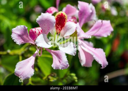 Bauhinia monandra ist eine Art von Leguminosen, der Familie Fabaceae. Allgemeine Namen umfassen rosa bauhinia, Orchideenbaum und Napoleons Plume. Stockfoto