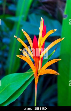 Orangefarbene, rote und gelbe Blütenblätter einer Hummerklaue blühen in einem öffentlichen Park in Jaco, Costa Rica. Stockfoto