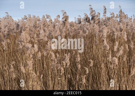 Schöne ruhige winkende Schilf im Sonnenlicht mit blauem Himmel Stockfoto